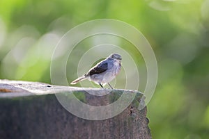 The little gray bird sitting on the sidewalk (Republic of the Congo) photo