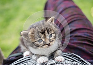 Little gray-brown tabby kitten sits in the arms of a person