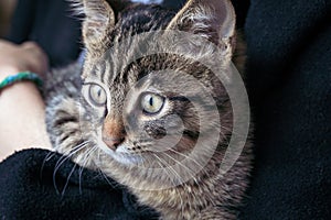 Little gray-brown tabby kitten sits in the arms of a person. Cute baby cat looking up curiously.