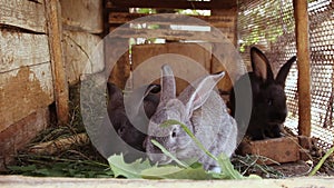 Little gray bunny portrait eating fresh grass in a cage close up