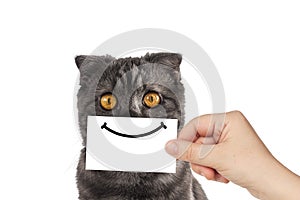 Little gray cat peeking out from behind the business card. White isolated background.