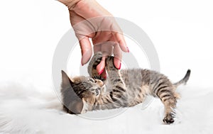 Little gray cat play with a female hand