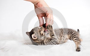 Little gray cat play with a female hand