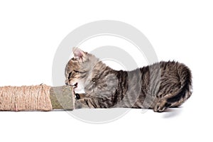 Little gray cat play wit a stick on a white background