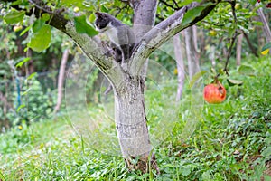 A little gray cat sitting on the branches of the apple tree