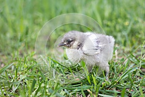 Little gray chicken on green grass. Spring season. Chicken breeding