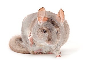 Little gray chinchilla