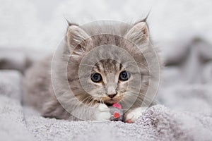 Little gray fluffy kitten maine coon looking at camera. Kid animals and cats concept