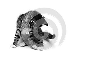 Little gray fluffy kitten playing with a button on a string isolated on white background