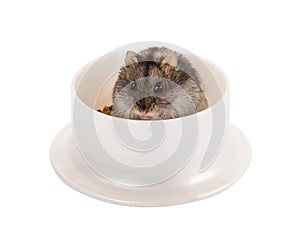 Little gray hamster sitting in his bowl with food