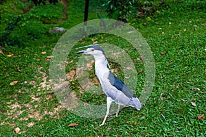 Little gray heron on the lawn. Malaysia