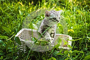 Little gray kitten on a basket in a park on green grass. Portrait. Postcard. Summer