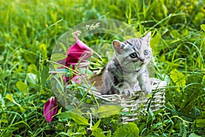 Little gray kitten on a basket in a park on green grass. Portrait. Postcard. Summer. Scottish fold cat breed