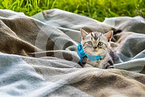 Little gray kitten with blue bow on a plaid in a park on green grass. Portrait. Postcard. Summer