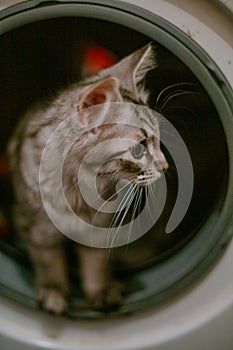 little gray kitten climbed into washing machine. Washing machine drum is dangerous for animals. The animal hid playing in washer-