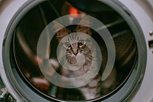 little gray kitten climbed into washing machine. Washing machine drum is dangerous for animals. The animal hid playing in washer-