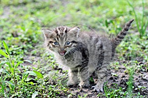 Little gray kitten hissing