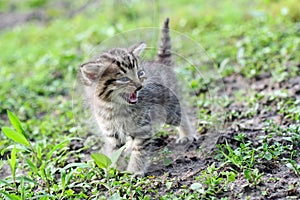 Little gray kitten hissing