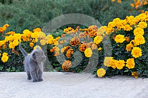 Little gray kitten of one month old in the garden. Cat and green grass and flowers marigold