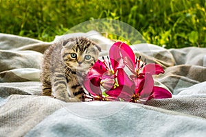 Little gray kitten on a plaid in a park on green grass with flowers lily. Portrait. Postcard. Summer