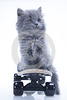 Little gray kitten playing on board