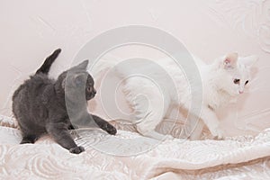 Little gray kitten playing with a white cat.