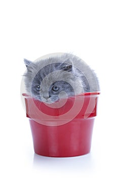Little gray kitten in pot
