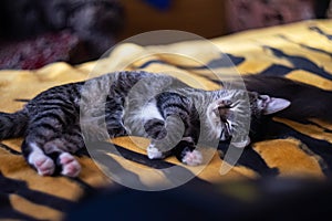 Little gray kitten sleeping on the bed close-up