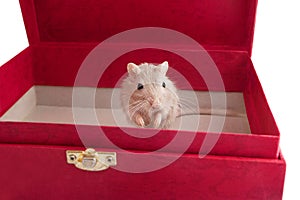 Little gray mouse in a box Meriones unguiculatus