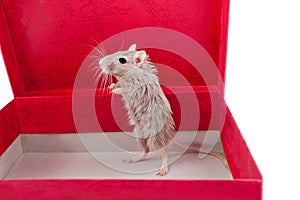 Little gray mouse in a box Meriones unguiculatus