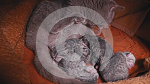 Little Gray Newborn Kittens Drink Milk from Their Purebred Cat Mother