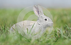 Little gray rabbit