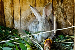 Little gray rabbit eating grass in a cage