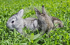 Little gray rabbit on the green lawn