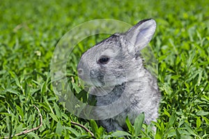 Little gray rabbit on the green lawn