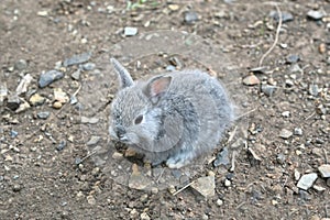 A little gray rabbit sitting on the ground