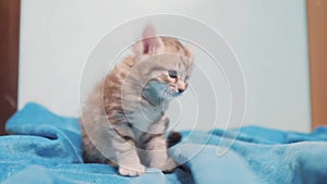 Little gray Scottish striped kitten portrait. little cute cute kitten sitting on blue background pet lifestyle concept
