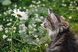 Little gray-white fluffy kitten on green grass looks at a chamomile. Funny domestic animals.