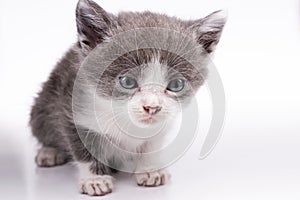 Little gray-white kitten on a white background