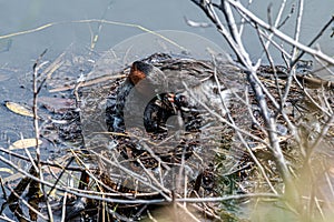 Little Grayâ€™s bird said hungry