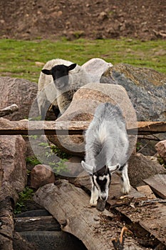 Little great goat and sheep