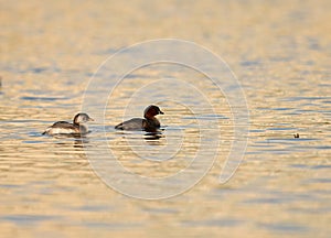 Little greb with her chick at Buhair lake, Bahrain
