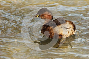 Little grebe 1