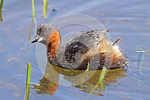 Little Grebe