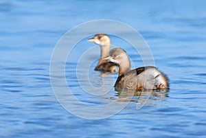 Little grebe