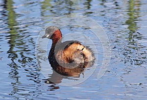 Little grebe