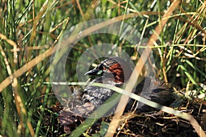 Little grebe