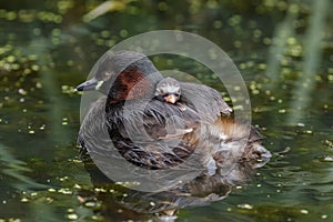 Little Grebe