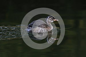 Little Grebe bird