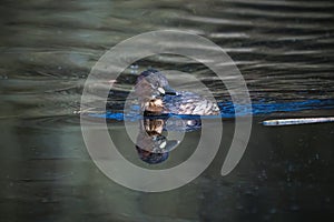 Little grebe bird on the water